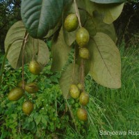 Terminalia chebula Retz.